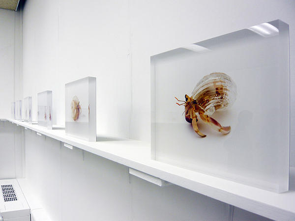 why_not_hand_over_a_shelter_to_hermit_crabs10.jpg?itok=cOCqpVTK