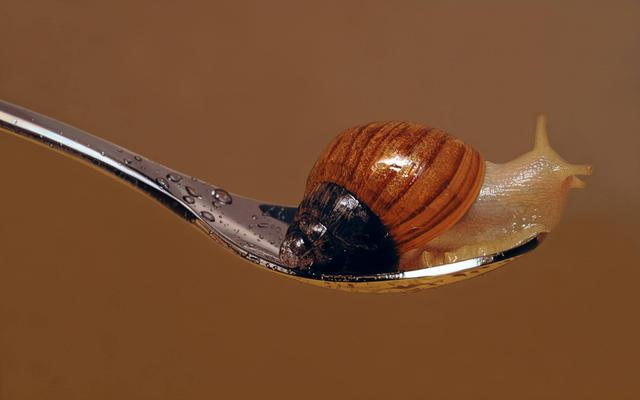 超越攝影境界的超現實風動物繪畫〈Nothing.Life.Object〉