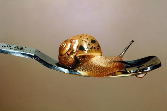 超越攝影境界的超現實風動物繪畫〈Nothing.Life.Object〉