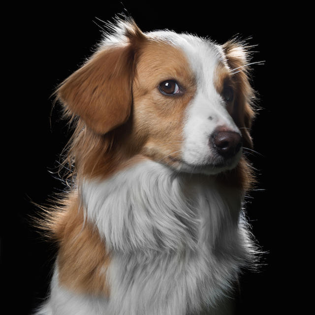 玩真的!近距離捕捉異趣的動物靈魂