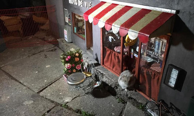 過街老鼠不喊打，迷你店舖為街角增添一絲微小幽默藝術