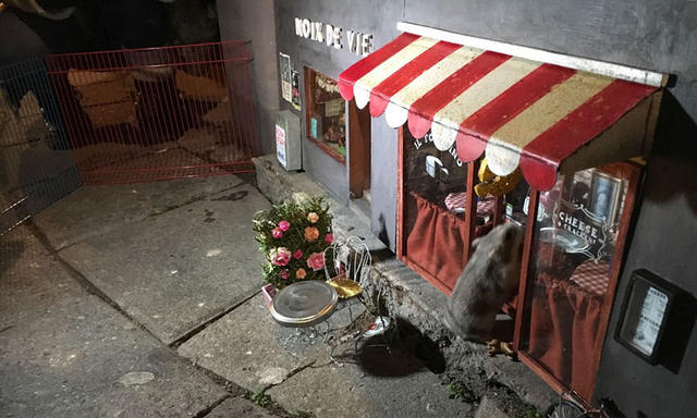 過街老鼠不喊打，迷你店舖為街角增添一絲微小幽默藝術
