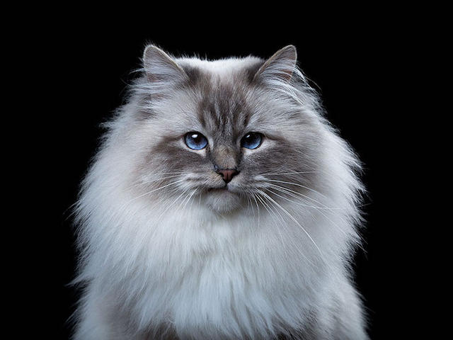 玩真的!近距離捕捉異趣的動物靈魂