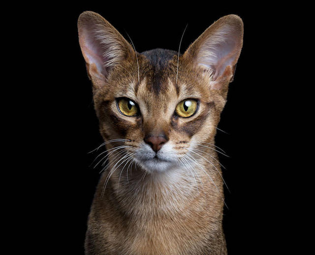 玩真的!近距離捕捉異趣的動物靈魂