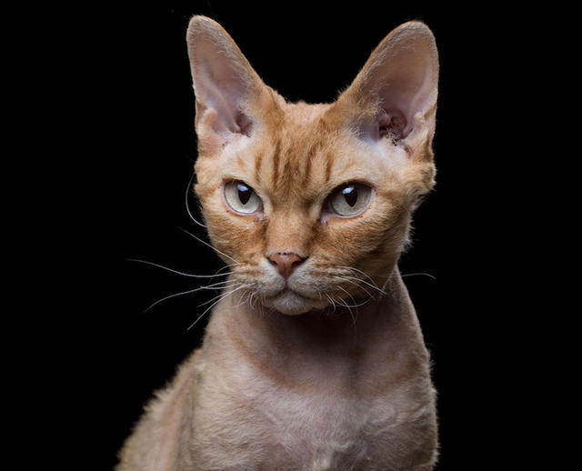 玩真的!近距離捕捉異趣的動物靈魂