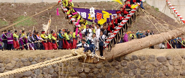 騎著樹木從山上往下衝!超級豪邁日本御柱祭/