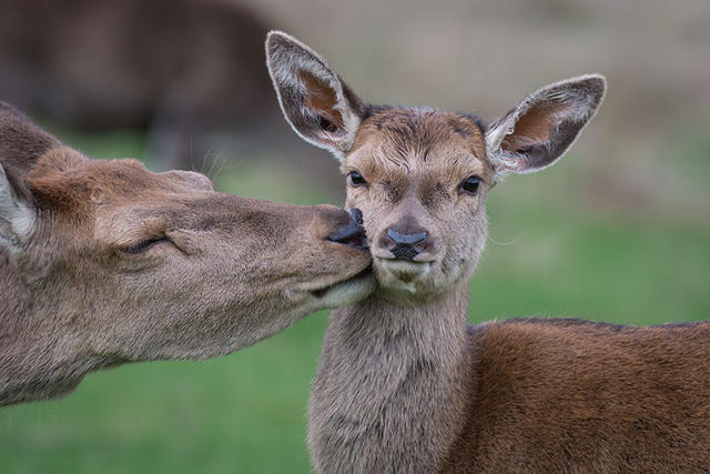 動物也愛喇舌？卿卿我我的野生照大集合（內有閃照，請戴墨鏡！）