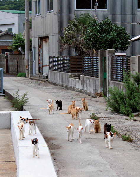 【閱讀書齋】跟著《日本越境跳島小旅行》，越後妻有藝術祭這樣玩