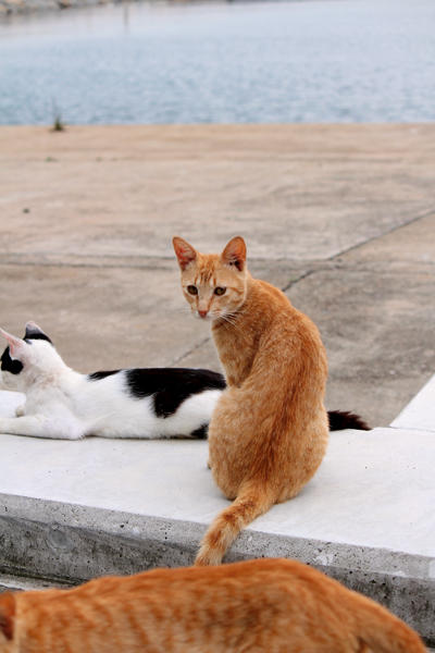 【閱讀書齋】跟著《日本越境跳島小旅行》，越後妻有藝術祭這樣玩