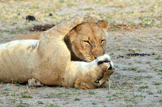 動物也愛喇舌？卿卿我我的野生照大集合（內有閃照，請戴墨鏡！）