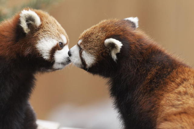 動物也愛喇舌？卿卿我我的野生照大集合（內有閃照，請戴墨鏡！）