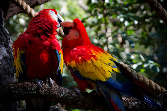 動物也愛喇舌?卿卿我我的野生照大集合(內有閃照,請戴墨鏡!)