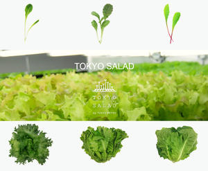 地鐵下的祕密菜園：Tokyo Salad 東京沙拉