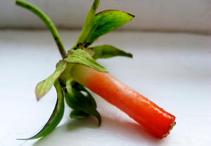 【DIY OK】超便宜草莓去蒂器，無價！