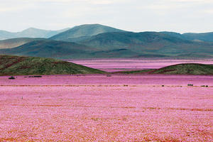 乾燥沙漠下雨後的短暫生機，平凡卻又令人感動的花海