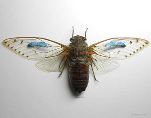 在蝴蝶翅膀上畫畫！？Pro 級微型繪畫創作