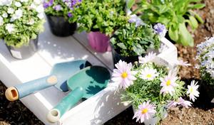 10 款驅蚊植物！輕鬆告別夏日紅豆冰