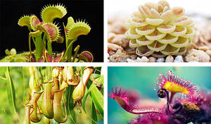 春夏居家除蟲幫手！4 種常見食蟲植物