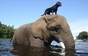 拉不拉多表示：大象叔叔陪我一起玩丟球！