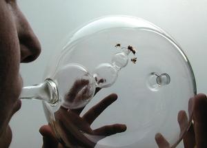 藝術x醫學x蜜蜂－幫人類診斷疾病的好的幫手！