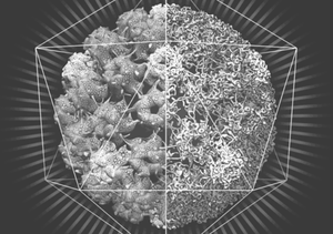 決鬥！閃卡閃邊站的 3D 病毒卡