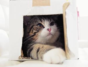 請準備好被萌到！網路上紅到發紫的 6 大名貓