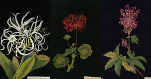 18世紀絕美植物剪紙！72歲才開始創作的英國藝術家Mary Delany植物拼貼畫線上瀏覽