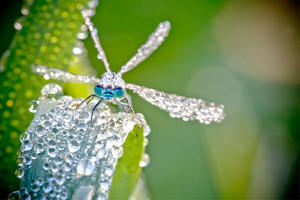 如水晶藝品般的昆蟲微距攝影