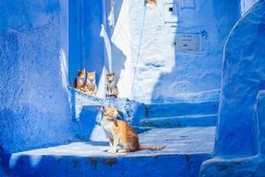 全城盡是迷人的藍色！BBC 譽為「人間天堂」的摩洛哥百年祕境山城 Chefchaouen