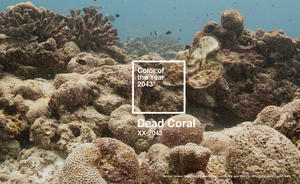 海洋未來的色彩？DDB 選出 2043 年 Pantone 年度代表色：「死珊瑚色 Dead Coral」