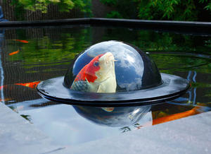 充滿喜感的賞鯉好幫手「Floating Fish Dome」