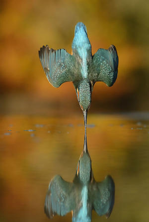 六年一瞬，72萬張照片終成絕佳經典！「Alan McFadyen翠鳥攝影集」