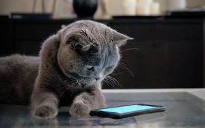 翻譯貓咪語言App「喵說MeowTalk」！分析餵我、別煩我、我戀愛了等13種喵語