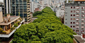 號稱全世界最美麗的綠色街道：Gonçalo de Carvalho