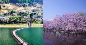 2024東京櫻花景點攻略！木場公園、大島小松川公園、奧摩多湖等賞櫻散策