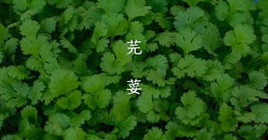 香菜控必下載！「芫荽」台灣第一套繁體硬筆楷書字型免費下載