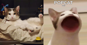 迷因貓「Popcat click」網頁點擊遊戲！用快速點擊證明你的愛貓指數