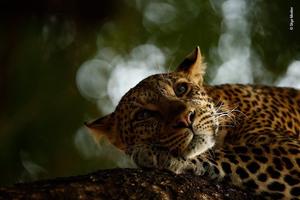 2018 年度野生動物攝影大賽揭示大自然的美麗